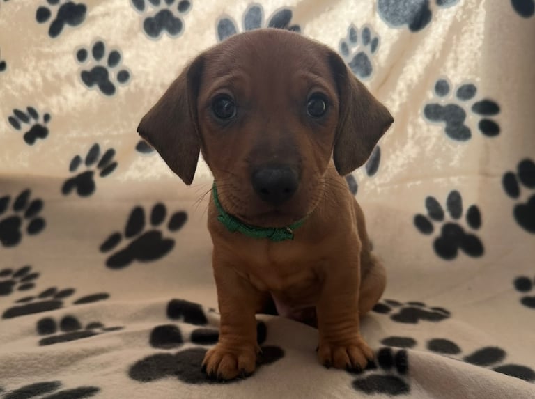 Dachshund /Patterdale pups for sale Barnsley 