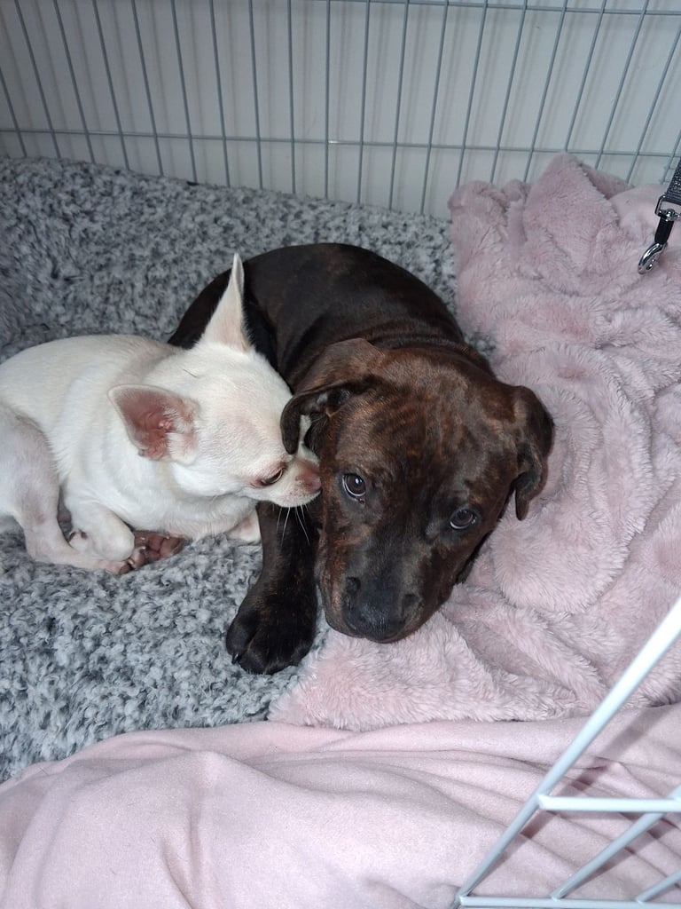 Staffy/cross 