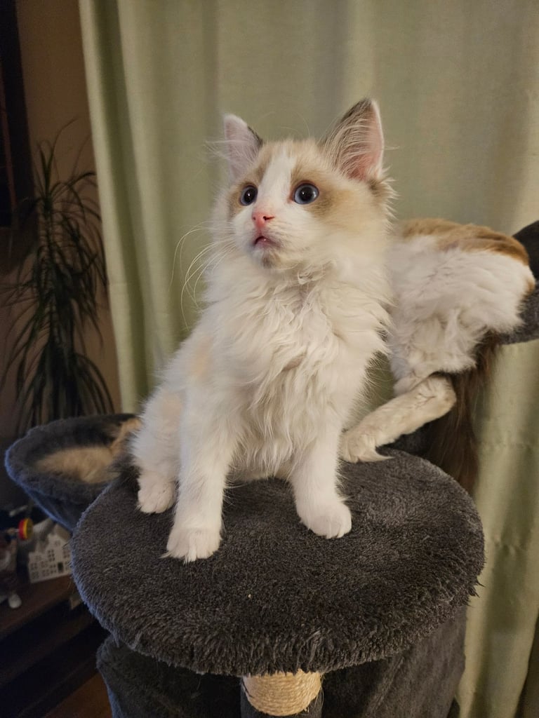 Gorgeous Ragdoll Kittens 2 boys 
