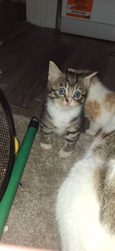Kittens 