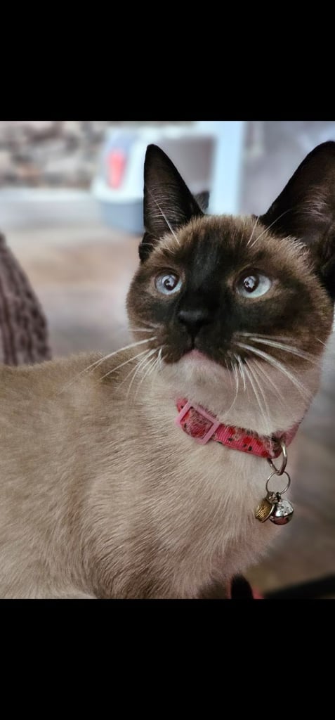 Kitten