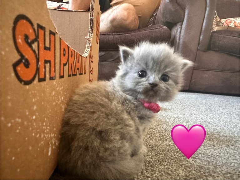 British blue kittens