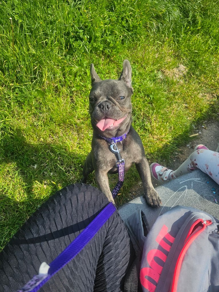 French bulldog needs new home 