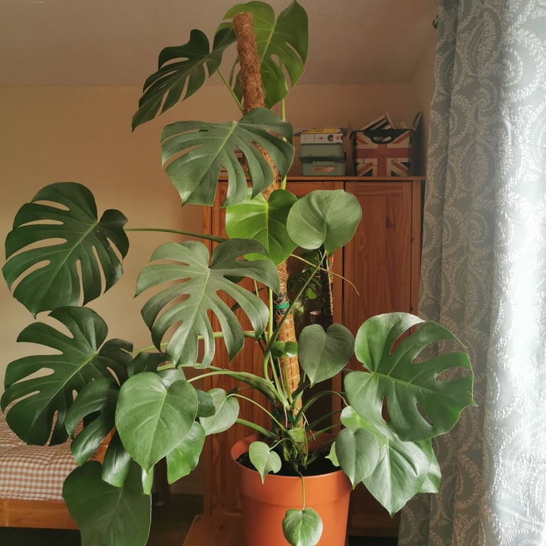 image for Monstera deliciosa indoor plant