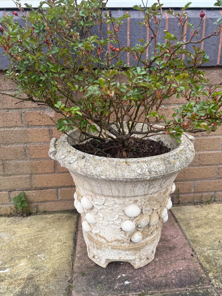 image for Large concrete pot