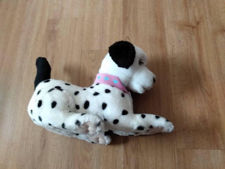 Dalmatian best sale puppies gumtree