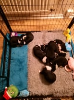 Boarder collie pups