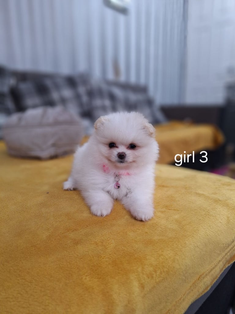 Beautiful pomeranian Teddy bear pomeranian puppies 