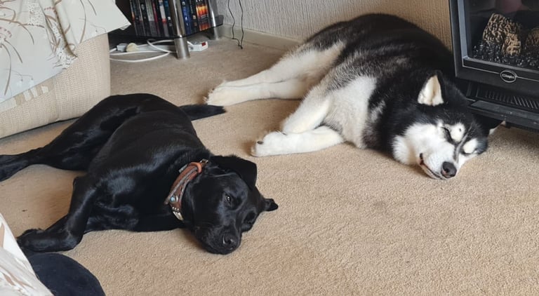 Dog walker and sitter required 
