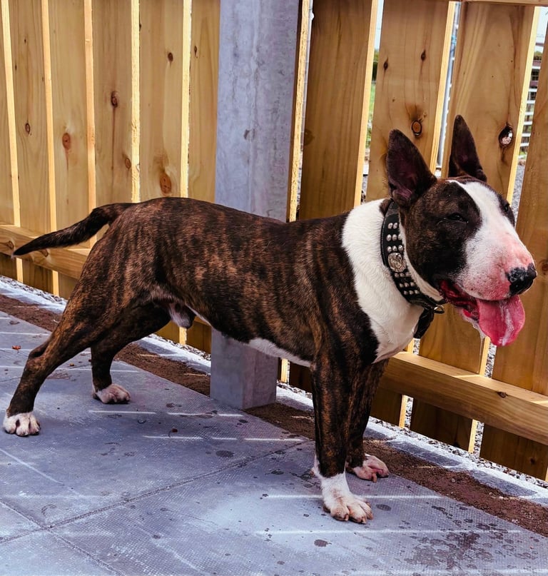 Staffordshire x English bull terrier puppy’s 