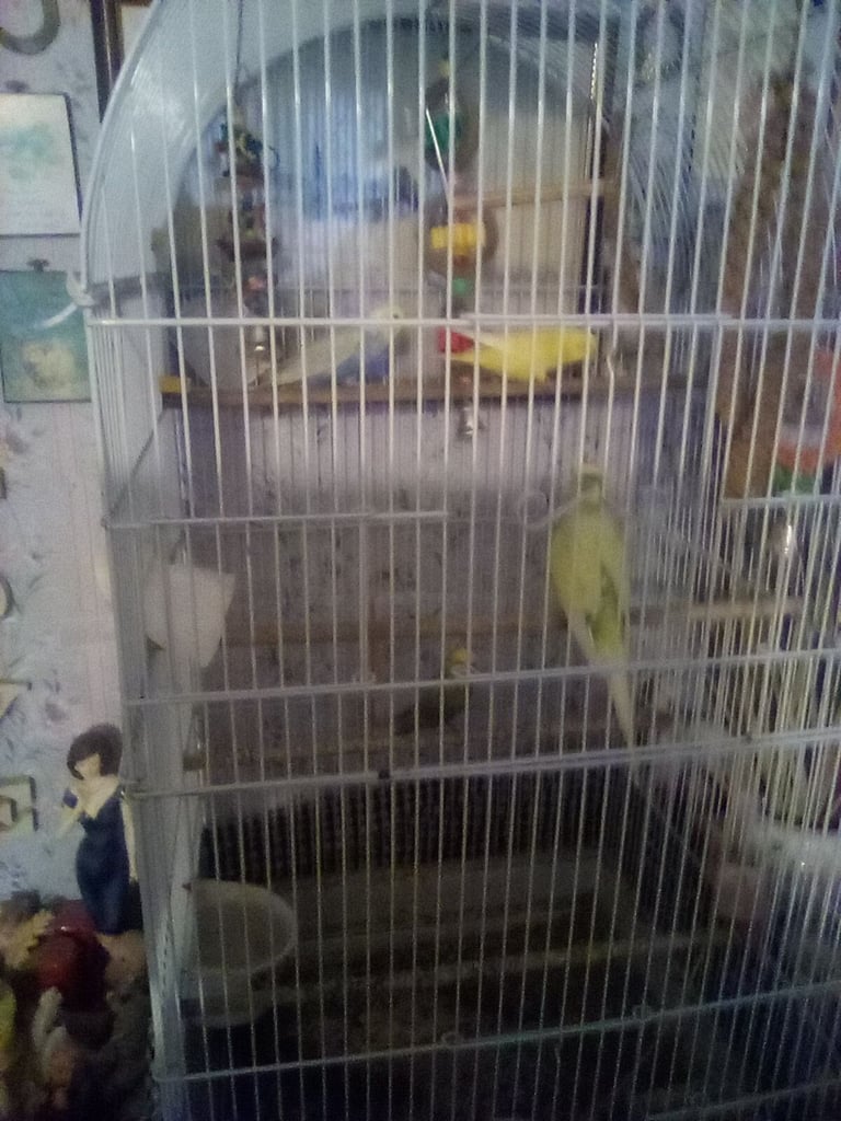 image for 4 Budgies plue cage