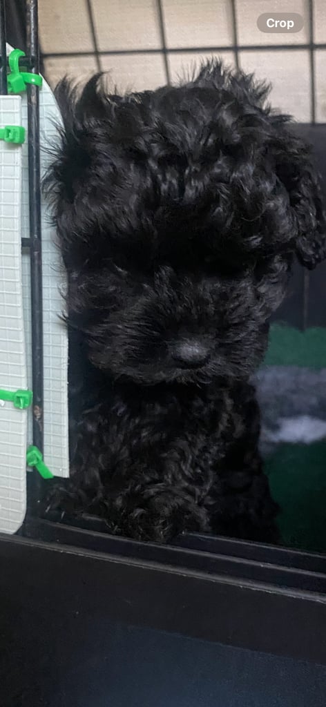 Maltipoo puppys 3girls 1boy 