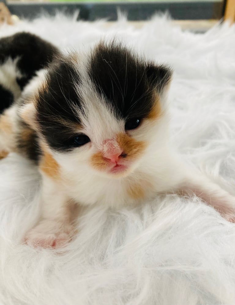 Fluffy Kittens 
