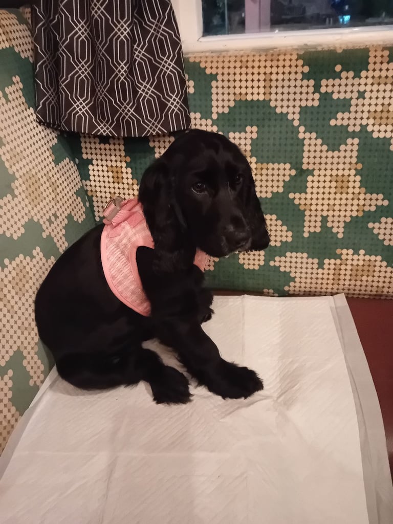 Puppy girl puppy boy