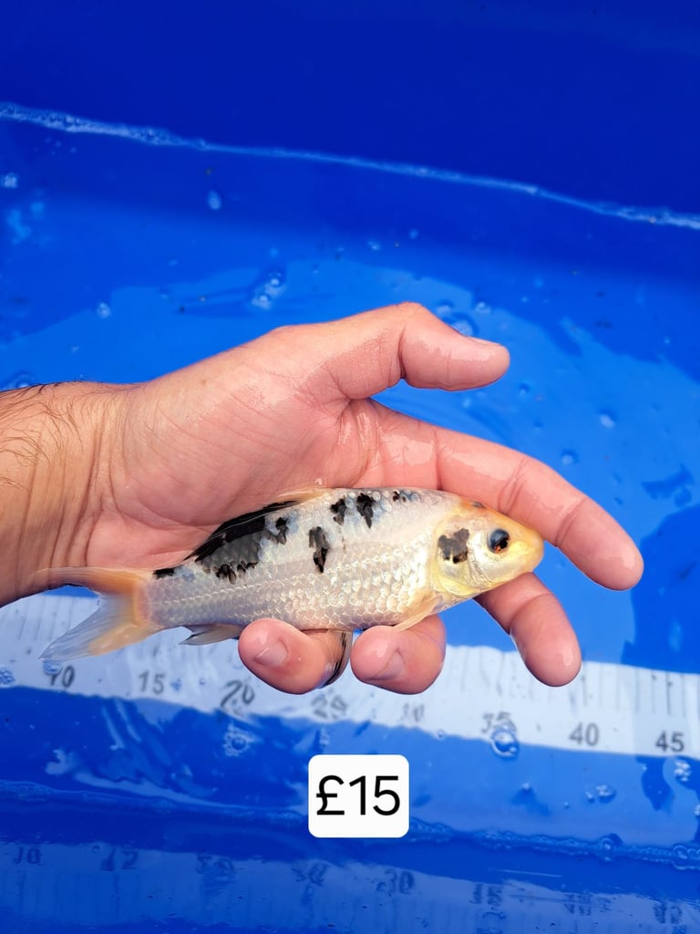 Koi for sale