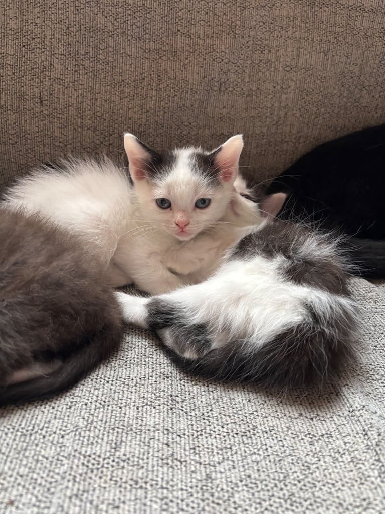 Kittens 9 weeks old male & female