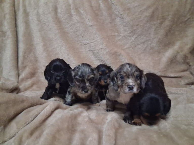 Cocker spaniel puppies 
