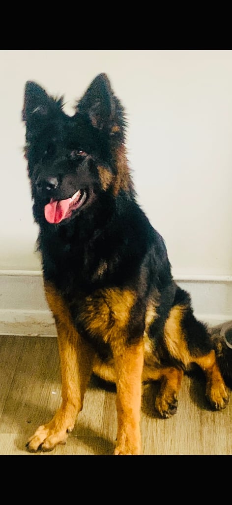 BEAUTIFUL GERMAN SHEPARD FEMALE 