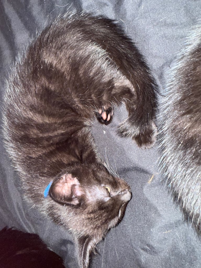 Two male Kittens looking for fur ever homes