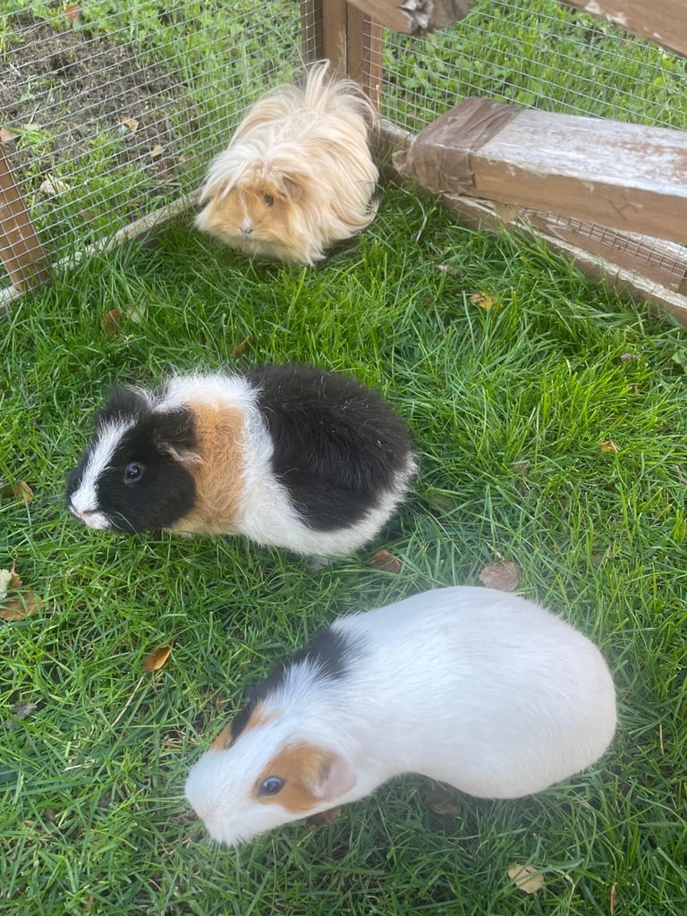 3 female guinea pigs for sale. EACH: £10 3 for £20