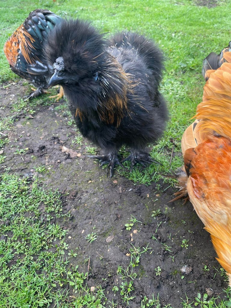 🐓 Purebred Silkie Cockerels & Bantams – 🏡 Ferndown & Andover 