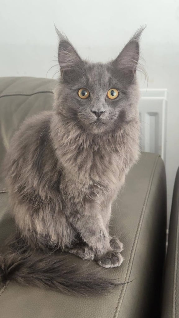 Blue Smoke Maine Coon Female GCCF