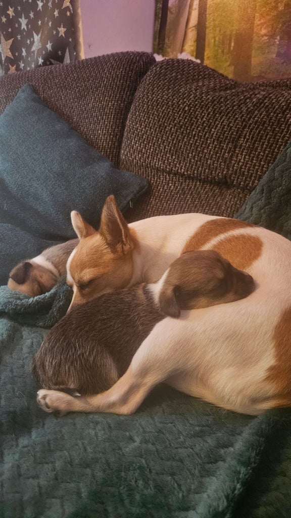 3/4 Chihuahua 1/4 Jack Russell Puppies for sale
