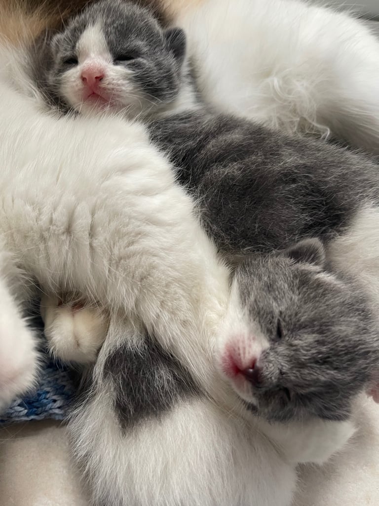 Kittens looking for a home