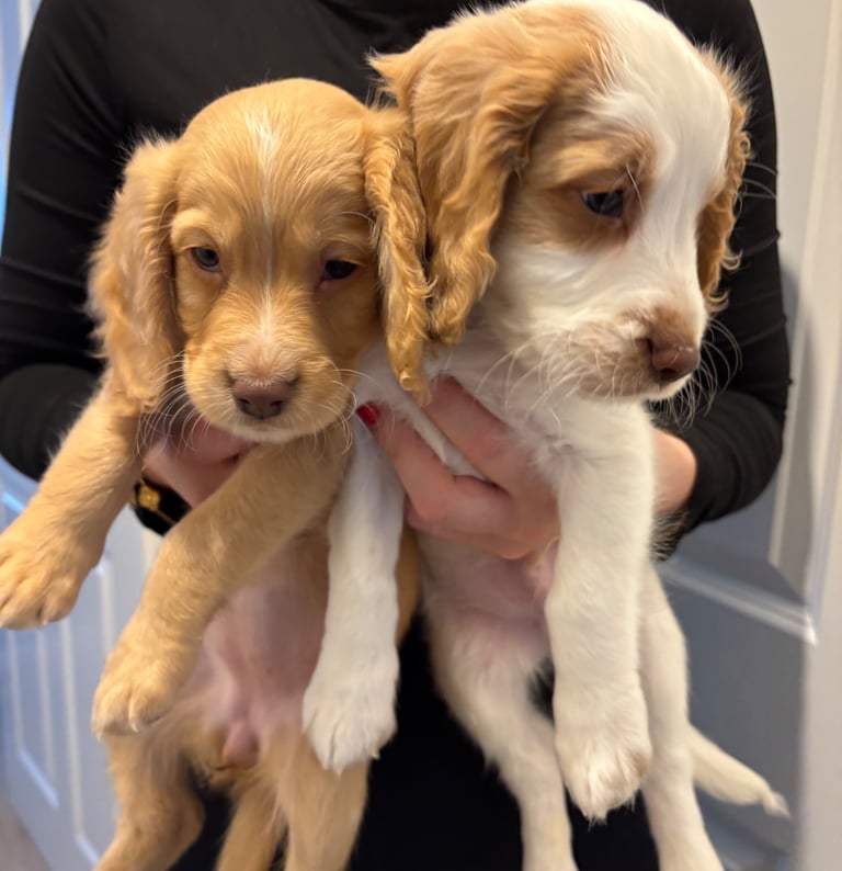 image for Puppies for sale 