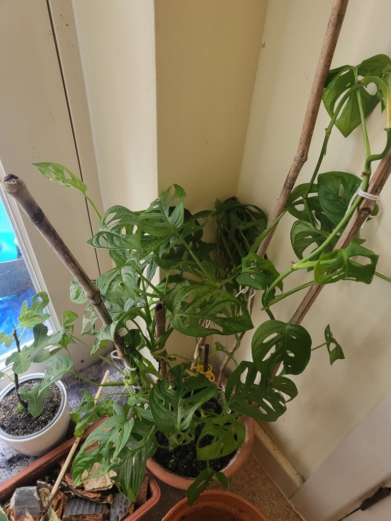 monstera adansonii / monkey mask plant