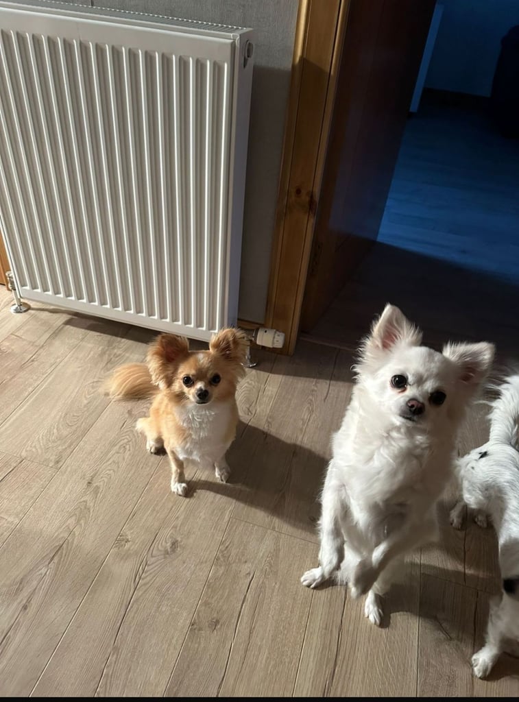 Chihuahua long hair puppies 