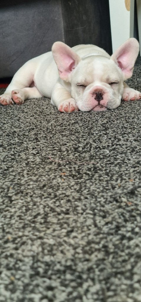 Frenchbulldog puppies for sale 