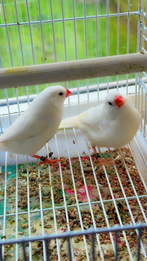 4 PAIRS OF GOOD SIZED ZFS RUNG ZEBRA FINCHES
