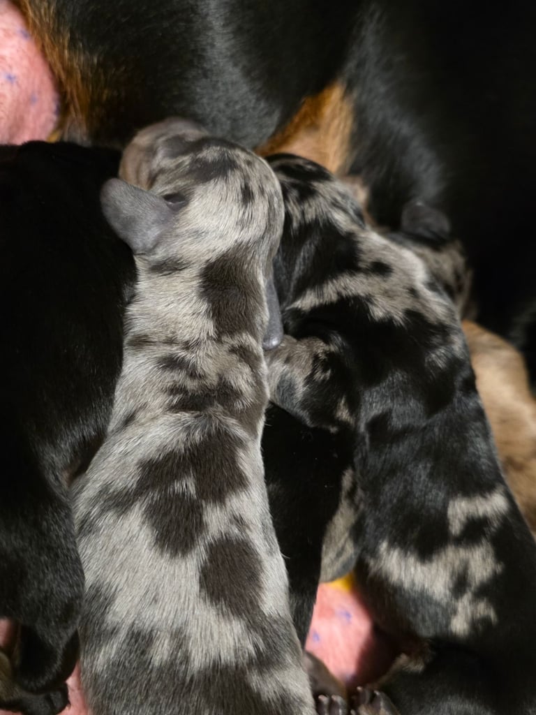 image for Miniature dachshunds 