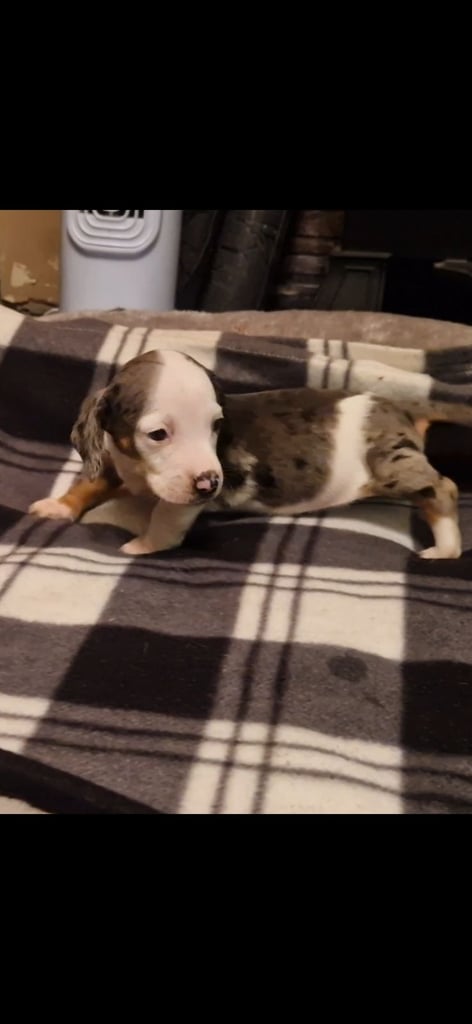 Gorgeous dashound puppies for sale 