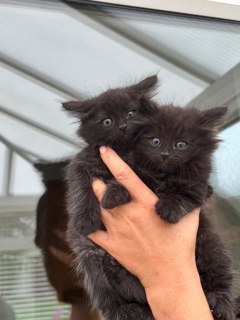 Maine coon cross kittens 