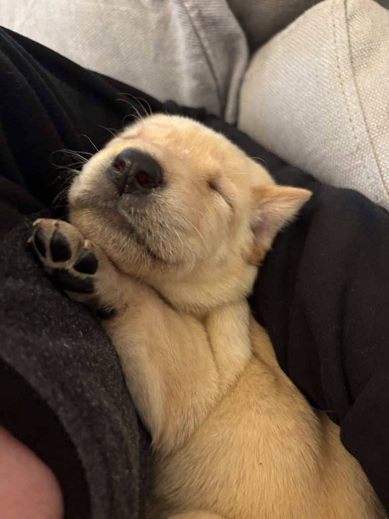 Red fox Labrador puppies for sale 