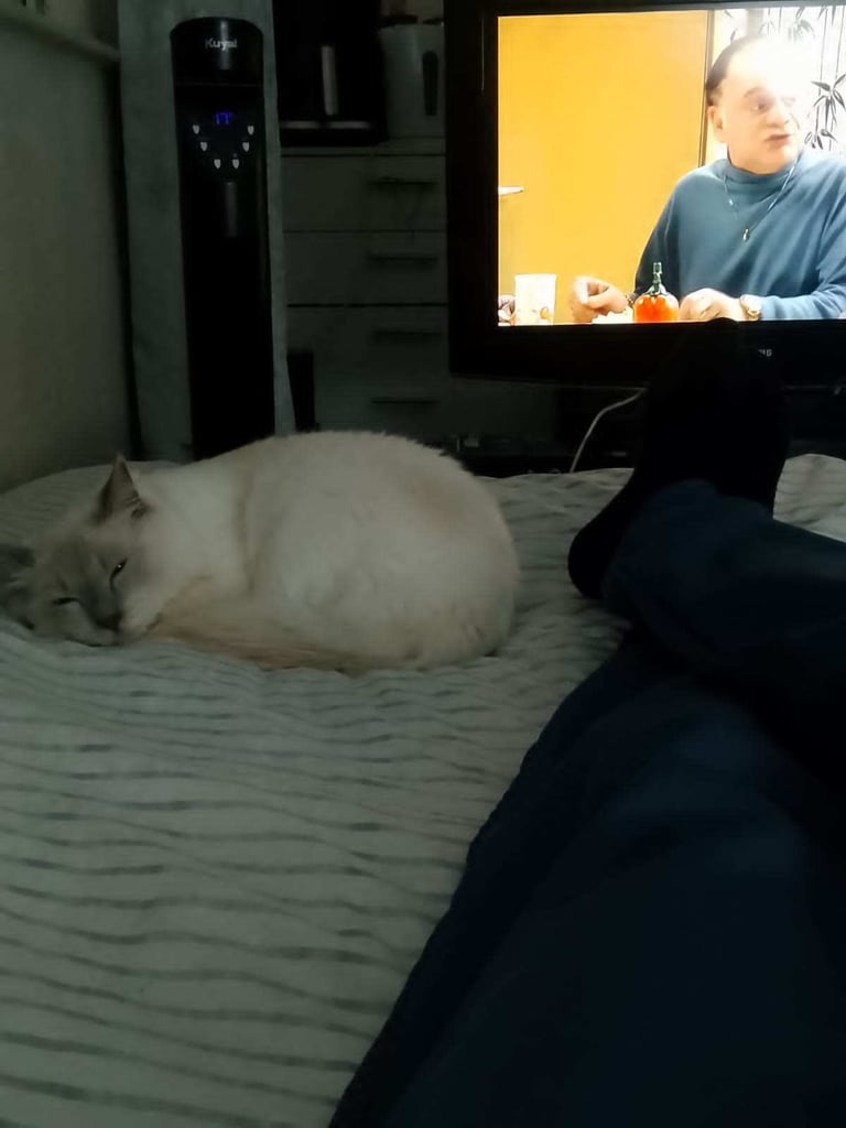 Lilac male ragdoll 