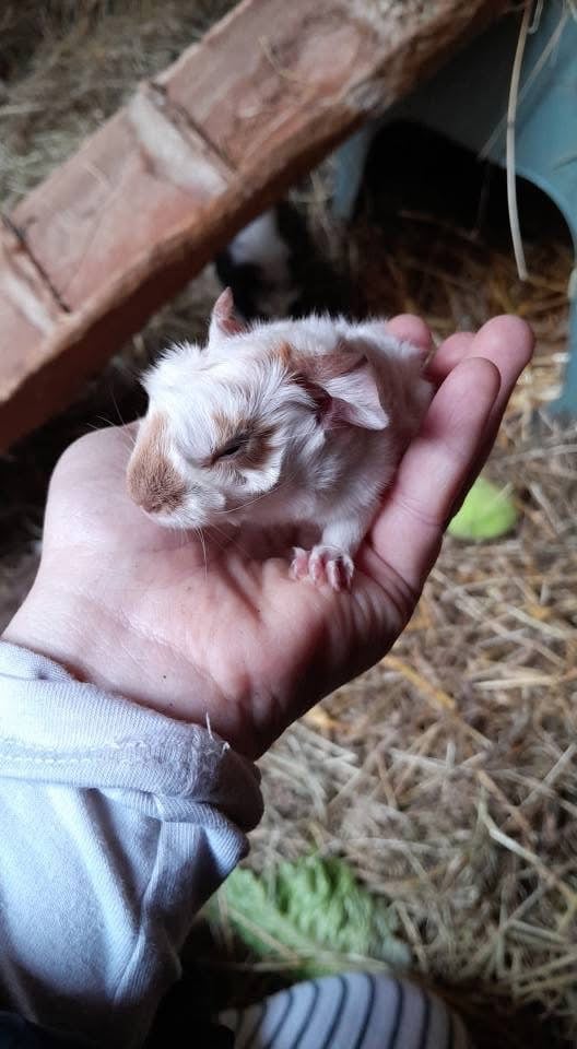 Guinea pigs for sale