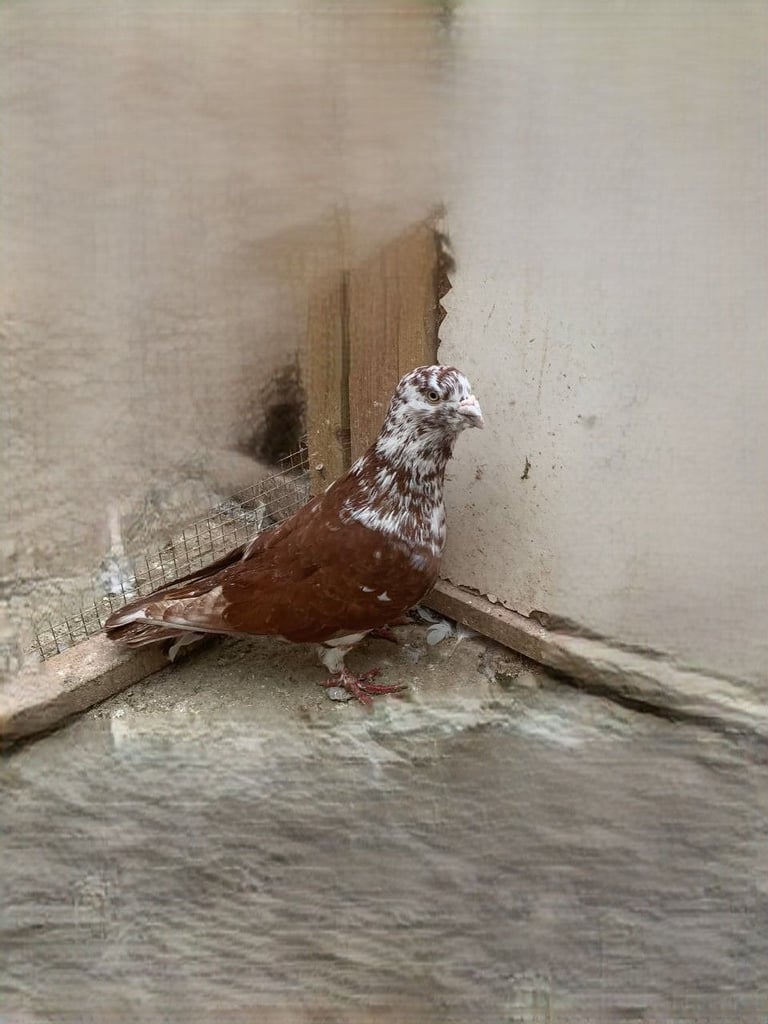 Syrian Pigeon For sale