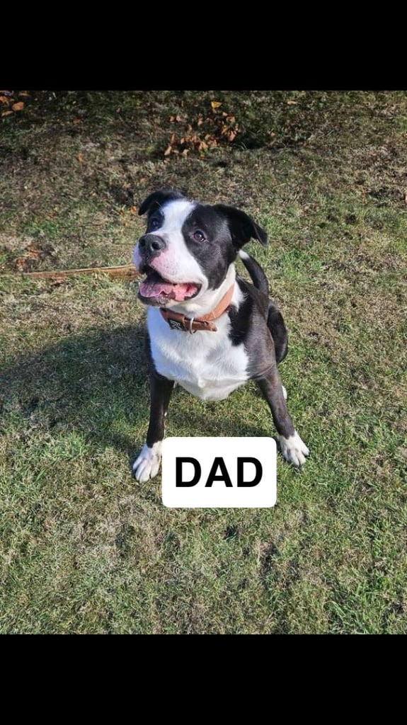 American bulldog X pressa puppy’s 