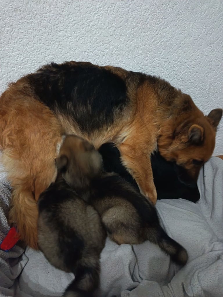 *Ready Now* German Shepherd Pups