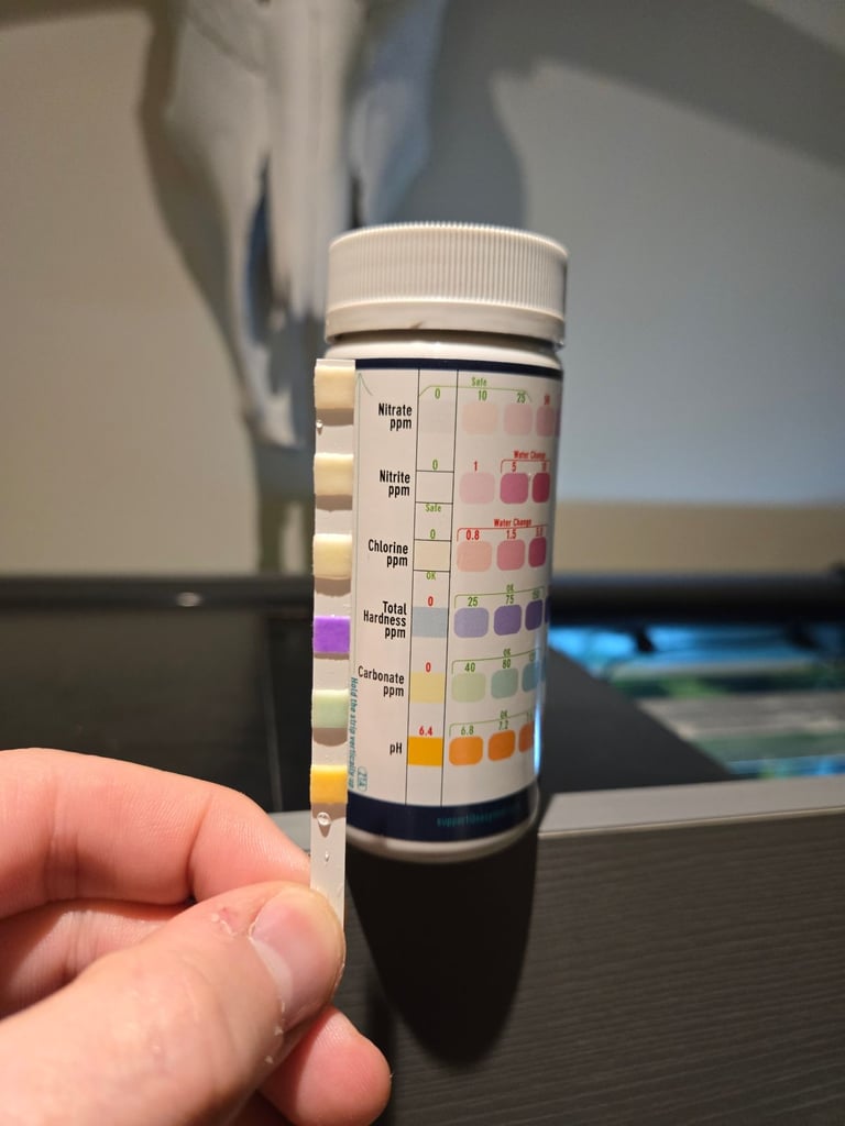 Tropical fish, need rehoming.