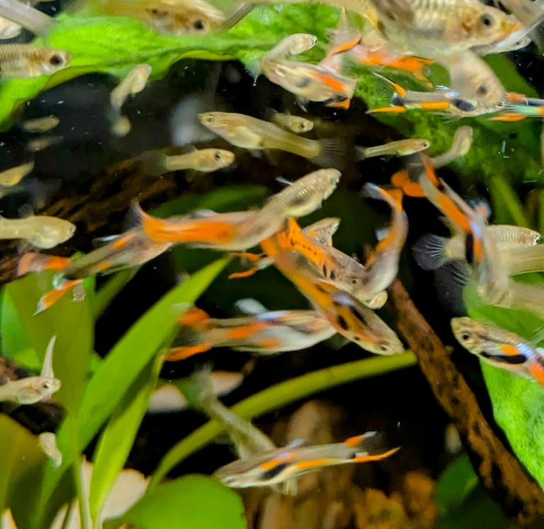 Endler guppies fry, tropical aquarium fish for sale