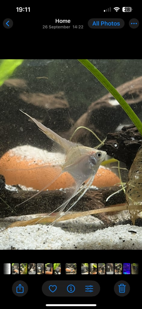 Longfin platinum white angelfish