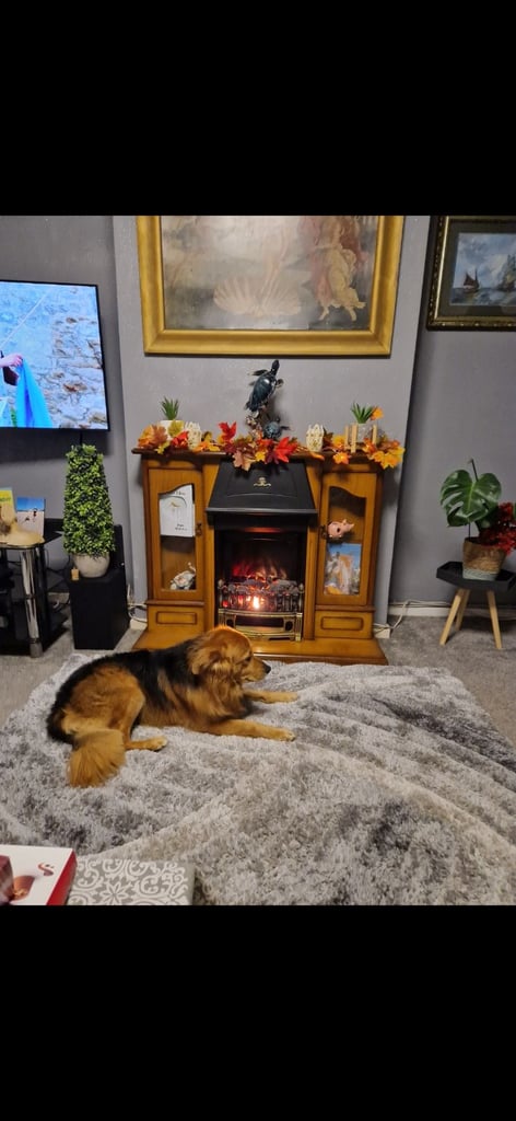 Cezar looking for new Home 