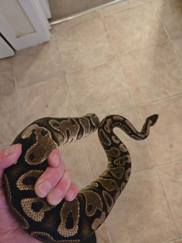 image for Female royal python 