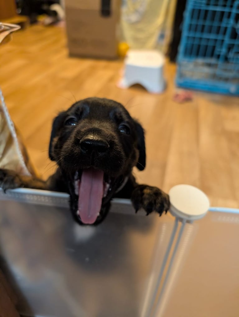 8 Springer, jack X staffy,whippet,saluki,bull greyhound puppies 
