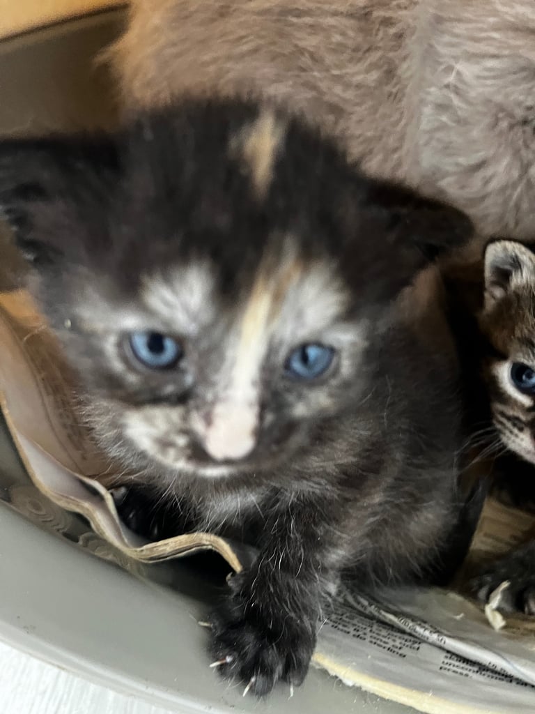 Tortoiseshell kitten ready 