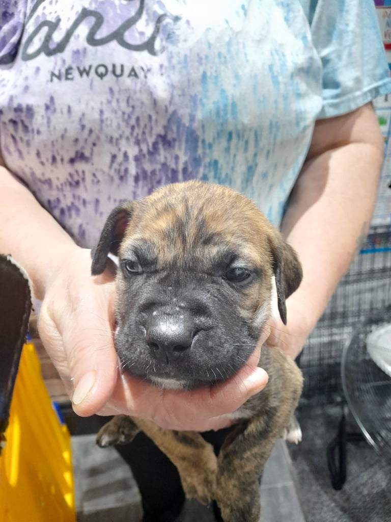Presa canario puppies